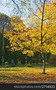 Yellow autumn leaves in a park