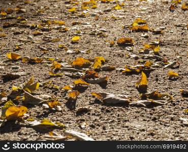 Yellow autumn leaves lie on the ground.