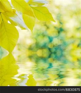 Yellow autumn leaves on a background of multicolored trees reflected in a water surface with small waves