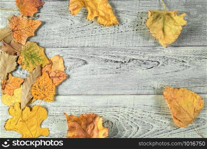 yellow autumn leaves on a light old wooden background with empty space for text. the view from the top. flat lay