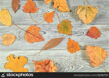yellow autumn leaves on a light old wooden background with empty space for text. the view from the top. flat lay