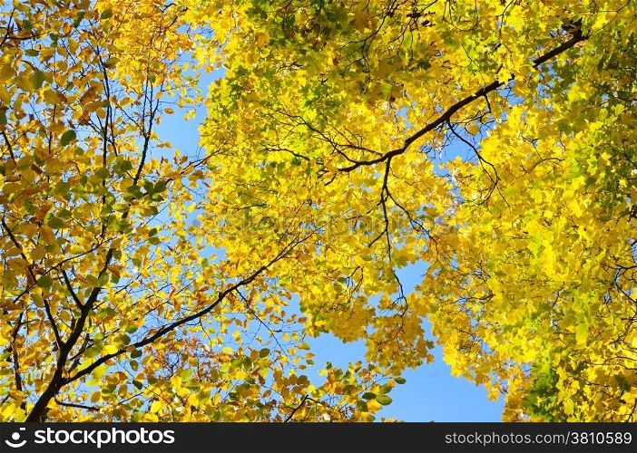 yellow autumn leaves on background blue sky