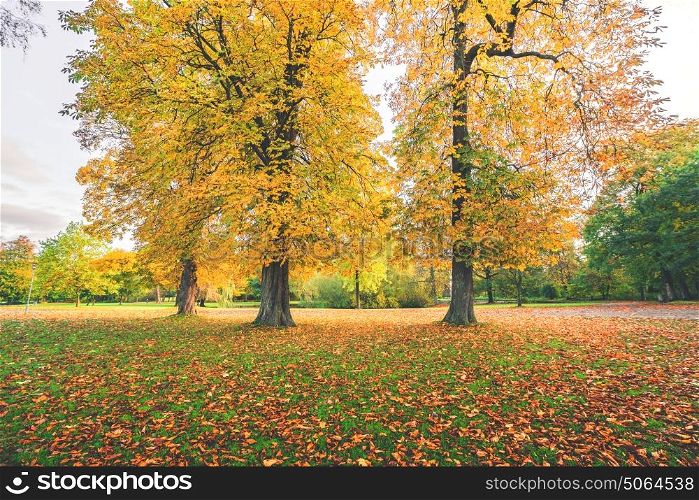 Yellow autumn leaves on colorful autumn trees in a park in the fall with autumn leaves covering the ground in october