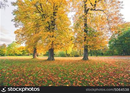 Yellow autumn leaves on colorful autumn trees in a park in the fall with autumn leaves covering the ground in october