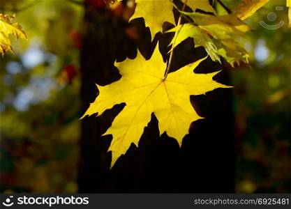 yellow autumn leaves on dark background