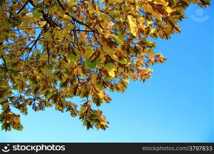 Yellow autumn leaves on the branches against blue sky