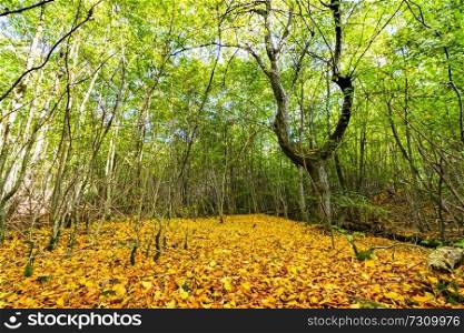 Yellow autumn leaves on the ground in a fresh green forest