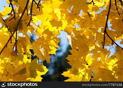 yellow autumn maple leaves against the blue sky