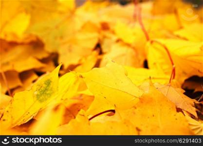 Yellow autumn maple leaves fallen on the ground