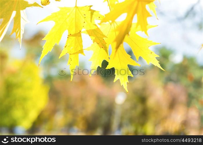 Yellow autumn maple leaves on soft blur background. Closeup macro shot