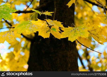 Yellow autumn maple leaves on the background of a tree trunk.