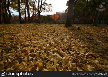 Yellow autumn maple leaves on the ground