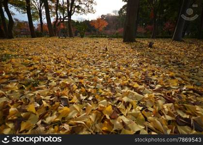 Yellow autumn maple leaves on the ground. Yellow autumn maple leaves