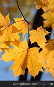 Yellow autumn maple leaves on trees in park.