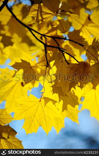 Yellow autumn maple leaves on trees in park.