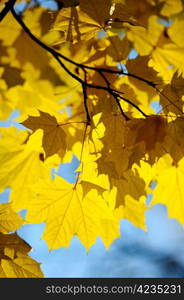 Yellow autumn maple leaves on trees in park.