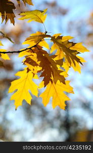 Yellow autumn oak leaves on trees in park.