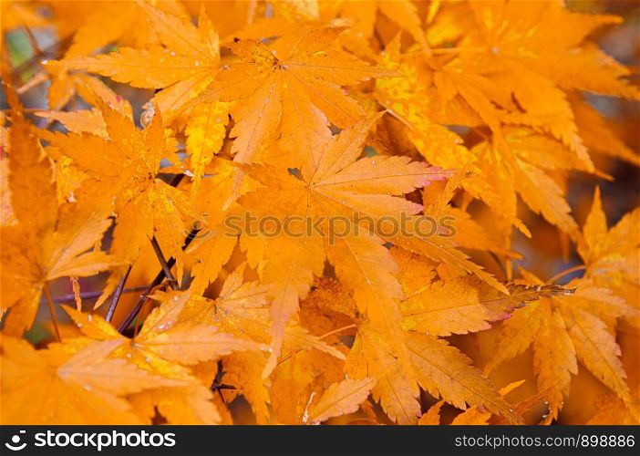 Yellow autumn seven lobes maple leaves close up detail background - Japan colourful season change concept nature scene wallpaper
