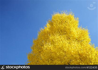 Yellow autumn tree