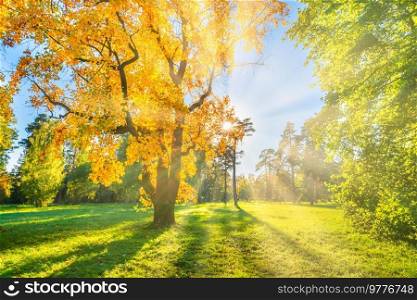 Yellow autumn tree on green field with autumn trees