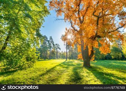 Yellow autumn tree on green field with autumn trees