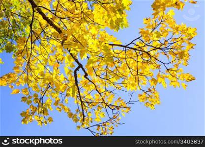 yellow autumn tree twig on sky background