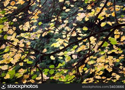 yellow autumn tree twig on trees background