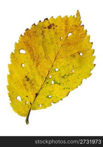 yellow autumnal leaf