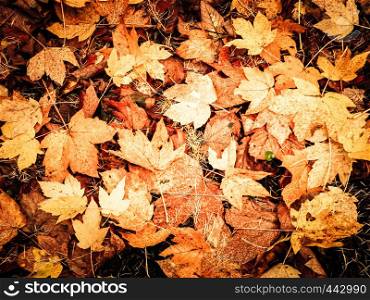 Yellow autumnal leaves as nature background. Golden autumn, copy space.. Yellow autumnal leaves as nature background.