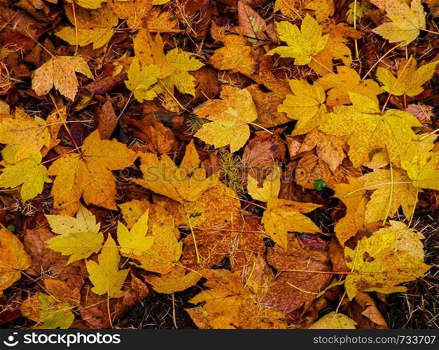 Yellow autumnal leaves as nature background. Golden autumn, copy space.. Yellow autumnal leaves as nature background.