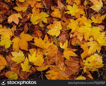 Yellow autumnal leaves as nature background. Golden autumn, copy space.. Yellow autumnal leaves as nature background.