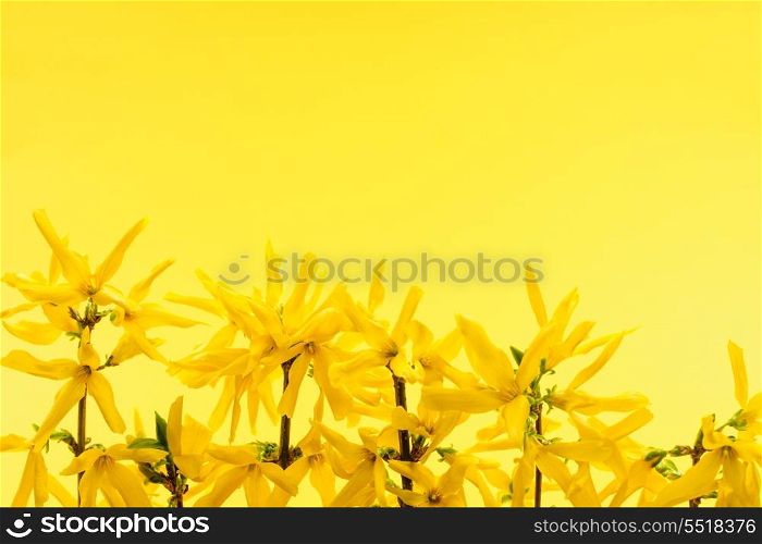 Yellow background with forsythia flowers. Spring yellow background with fresh forsythia flowers