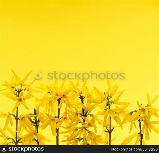 Yellow background with forsythia flowers. Spring yellow background with fresh forsythia flowers