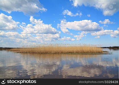 yellow band of the reed on lake