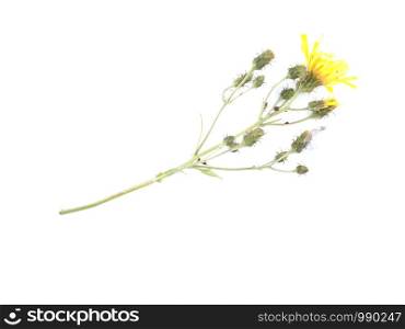 yellow bastard flower on a white background
