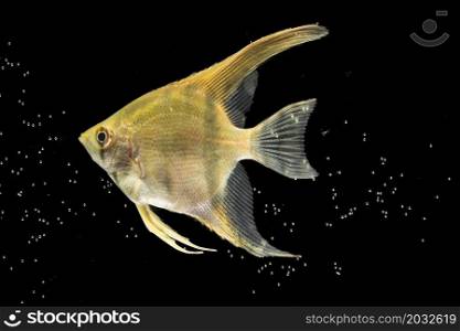 yellow beautiful betta fish isolated black background bubbles