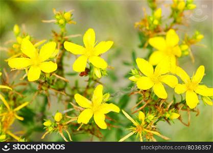 Yellow beautiful flowers of medical St.-John&amp;#39;s wort