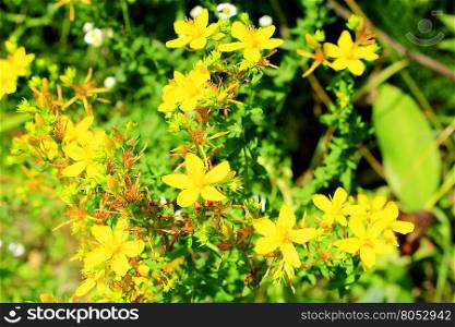 Yellow beautiful flowers of medical St.-John&rsquo;s wort