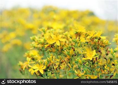 Yellow beautiful flowers of medical St.-John's wort blossoming in field. Medicinal flowers of St. John's wort with foliage. Field flowers. Hypericum perforatum or St john's wort. Flowers of St.-John's wort blossoming in field