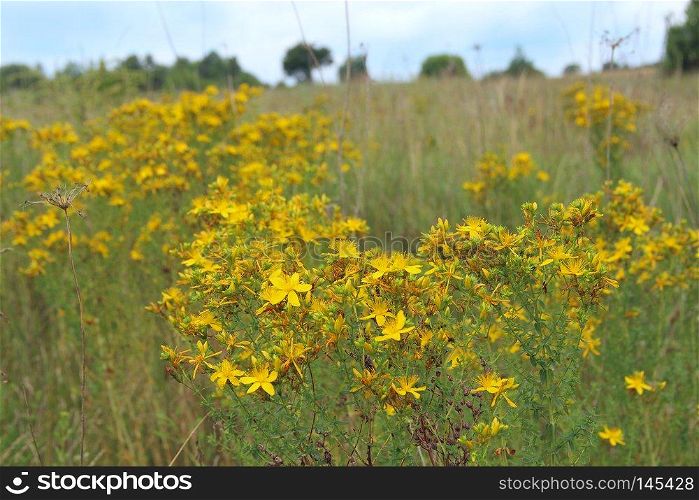 Yellow beautiful flowers of medical St.-John’s wort blossoming in field. Medicinal flowers of St. John’s wort with foliage. Field flowers. Yellow beautiful flowers of St.-John’s wort blossoming in field
