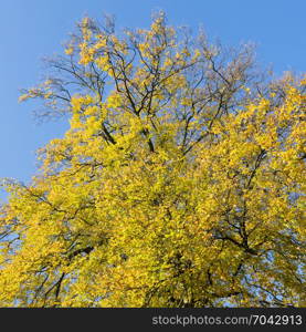 yellow beech leaves in dutch park in the fall