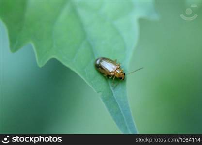 Yellow beetle is on green leaf in nature.