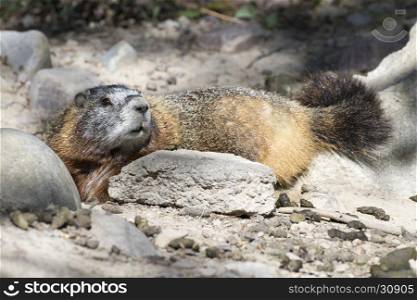 Yellow-bellied marmot lying at burrow with scat