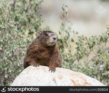 Yellow-bellied marmot on rock with shrubs