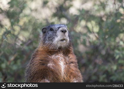 Yellow-bellied marmot portrait of head and chest