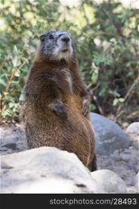 Yellow-bellied marmot standing on back legs on rocks