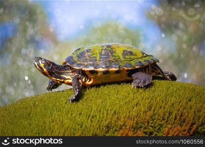 Yellow bellied slider turtle in natural environment view, wildlife of Croatia, Sibenik, Dalmatia