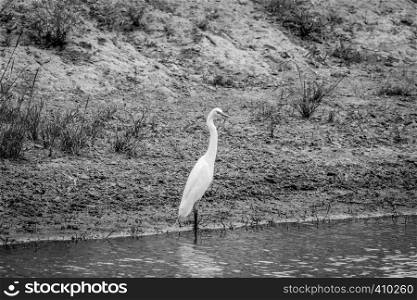 Yellow-billed egret standing in the water in black and white in the Kalagadi Transfrontier Park, South Africa.
