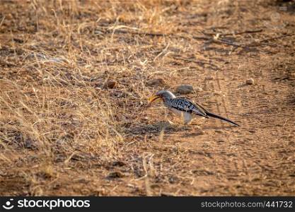 Yellow-billed hornbill standing in the sand in the Kruger National Park, South Africa.