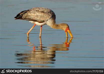 Yellow-billed stork (Mycteria ibis) foraging in shallow water, Kruger National Park, South Africa